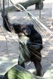 Pan Troglodytes Chimpanzee Chimpansee