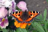 Aglais urticae Small Tortoiseshell De Kleine Vos
