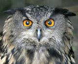 Bubo Bubo<br>Eagle Owl<br>Oehoe