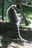 Lemur katta Ring Tailed Lemur Ringstaart Maki