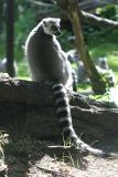 Lemur katta <br>Ring Tailed Lemur <br>Ringstaart Maki