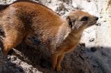 Cynictus penicillata<br>Yellow Mongoose<br>Vosmangoest