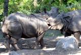 Rhinoceros unicornis<br> Indian rhinoceros <br>Neushoorn