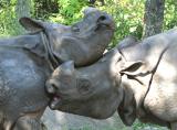 Rhinoceros unicornis Indian rhinoceros Neushoorn