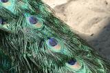 Pavo Cristatus Indian peafowl Blauwe pauw