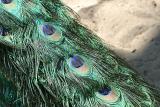 Pavo Cristatus <br>Indian peafowl <br>Blauwe pauw