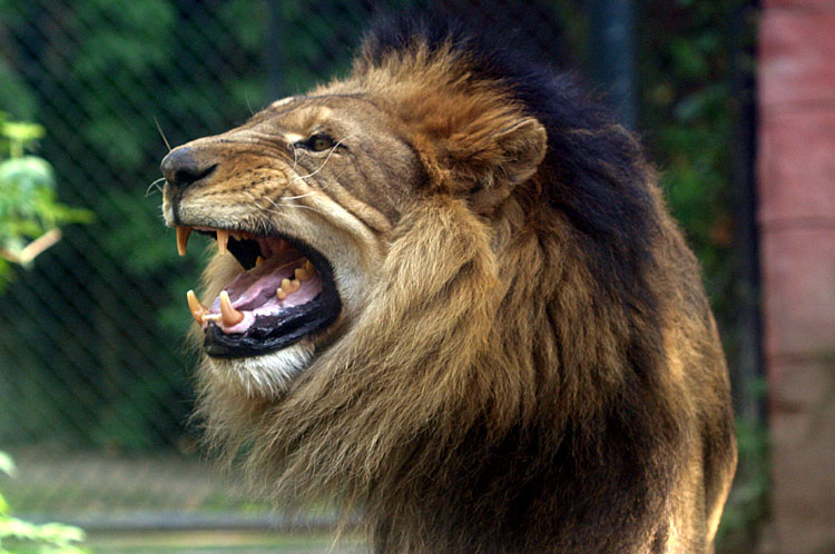 Panthera leo <br>Lion<br>Leeuw