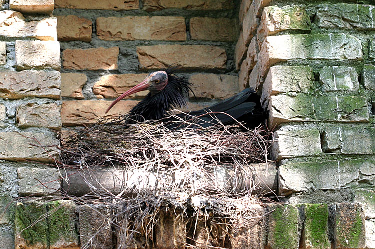 Geronticus eremita <br>Waldrapp / Hermit Ibis 