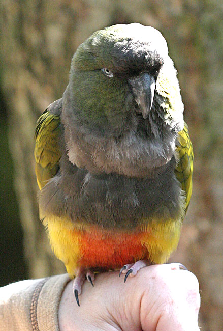 Cyanoliseus patagonus<br>Burrowing Parakeet<br>Patagonische rotsparkiet