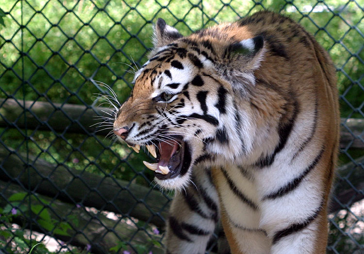 Panthera Tigris Altaica<br>Siberian Tiger<br>Siberische Tijger