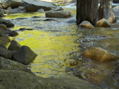 Reflections, Tenaya Creek [D]