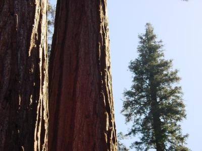 Sequoia National Park