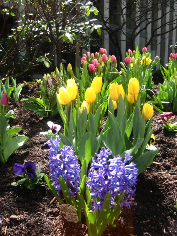 Bulb  Flowers Garden