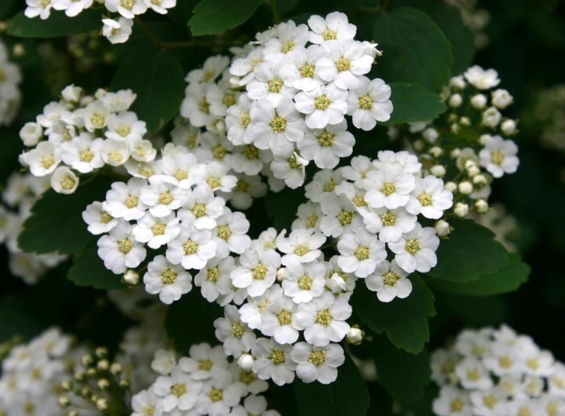 Bridal Veil