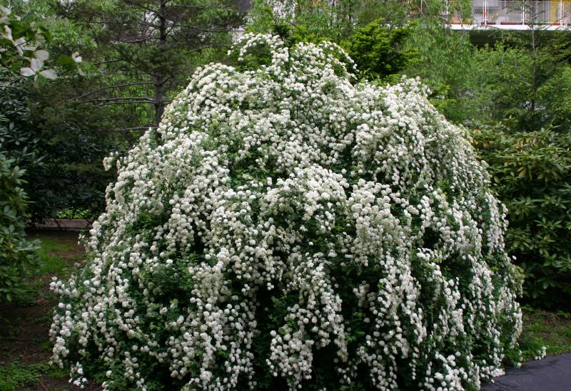 Bridal Veil Bush