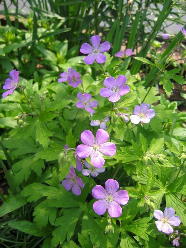 Geraniums