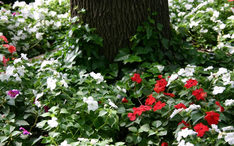 Impatiens - NYU Silver Towers Garden