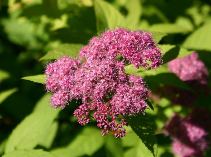 Spirea WSP