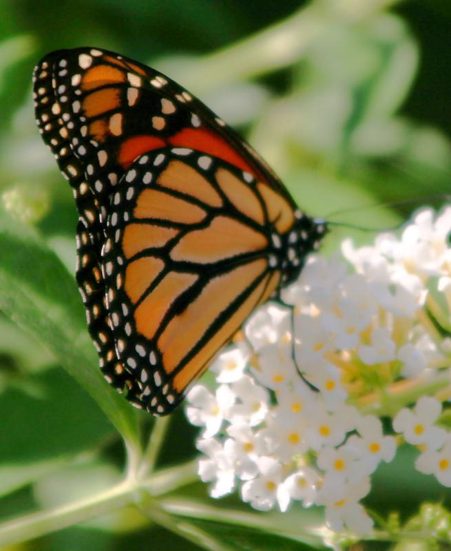 Monarch on Buddleja