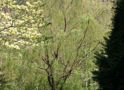 Spring 2004 - Willow Framed with Dogwood & Pine Trees