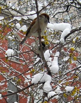 Sparrow in a Budding Dogwood