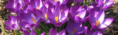 Violet Crocuses