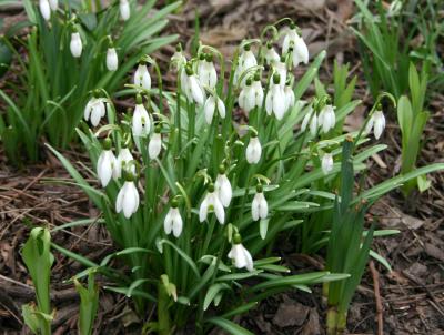 Snow Drops