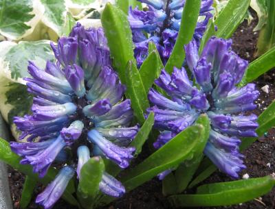 Blue Hyacinth - Street Planter Container