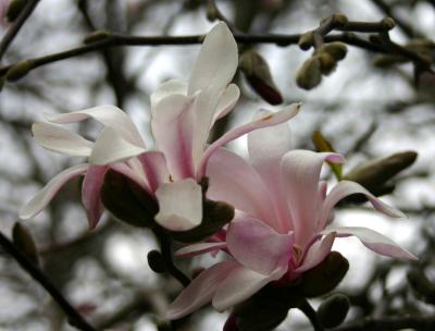 Pink Magnolia