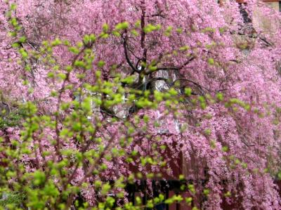 Cherry Blossoms