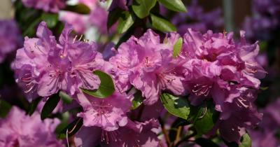  Miniature Rhododendrons