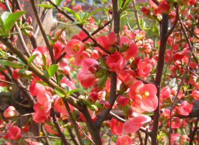 Salmon Quince Flowers