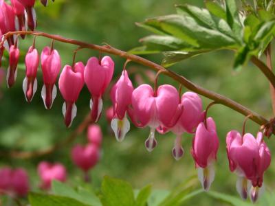 Dicentra or Hearts
