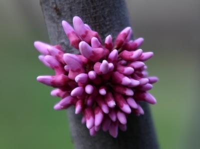 Cercis