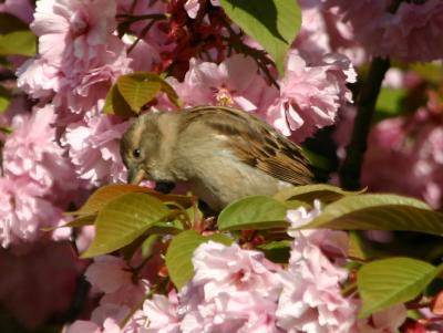 Sparrow in Cherry Blossoms