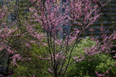 Red Bud Trees