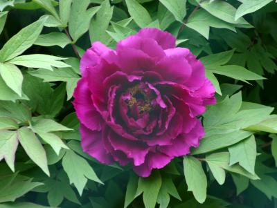 Purple Peony LPCG