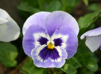 Blue Pansy WSP