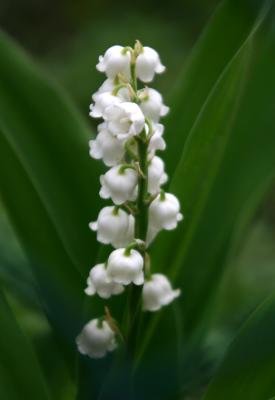 Lily of the Valley 