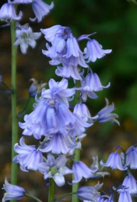 Bluebells hyacinthoides