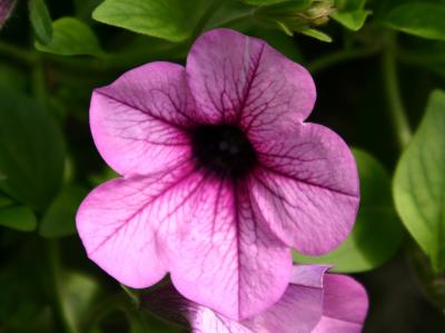 Petunia Bush Flower USP