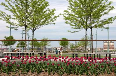 Tulips at  Hudson River Park