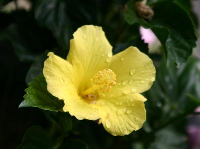 Yellow Hibiscus