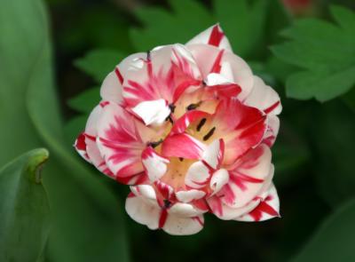 Old Fashioned Peppermint Tulip LPCG