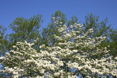 Dogwood & Sycamore Tree Tops