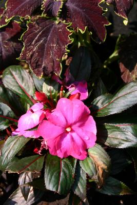 Impatiens