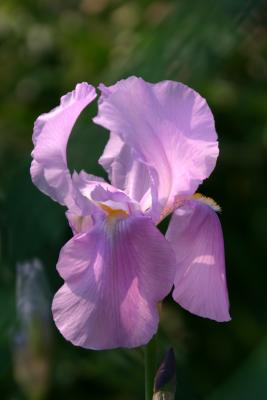 Orchid Iris