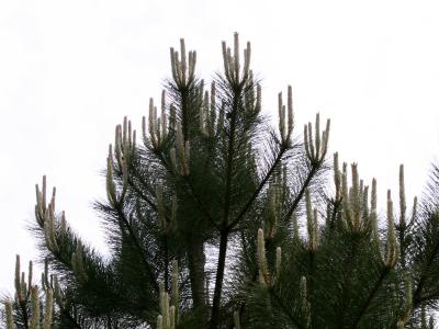 Candelabra Pine Tree LPCG