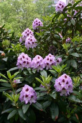 Orchid & Violet Rhododendron Bush