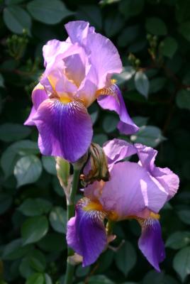 Pink & Violet Iris